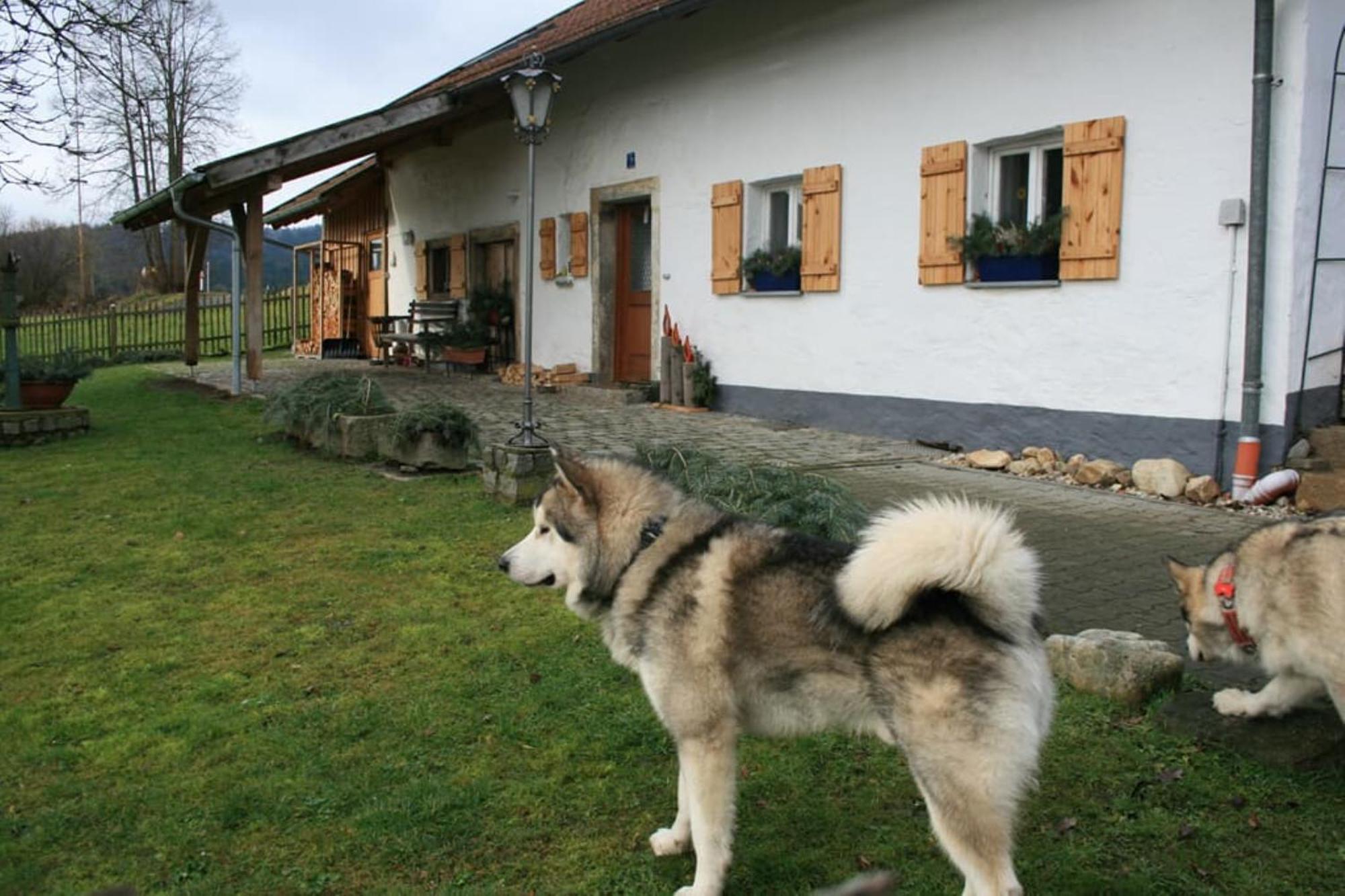 Ferienhaus Winter Blaibach Ngoại thất bức ảnh